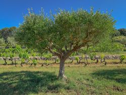 Olive tree in Côtes De Provence, France