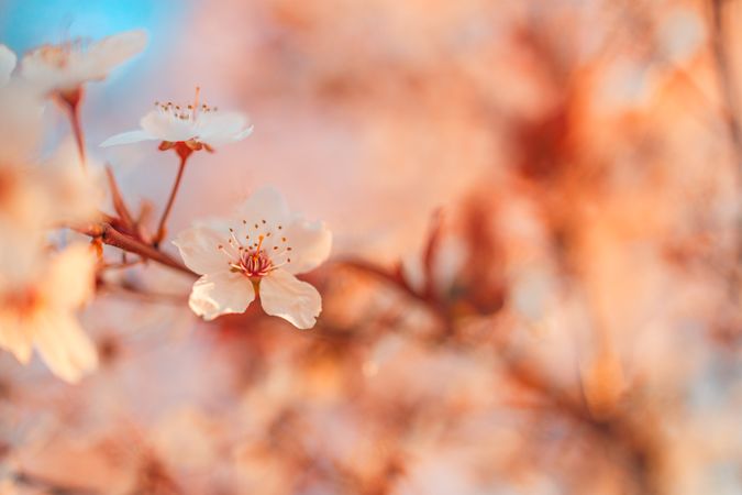 Close up of cherry blossom and stigma