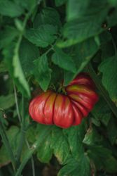 Ripe tomato growing on green plant
