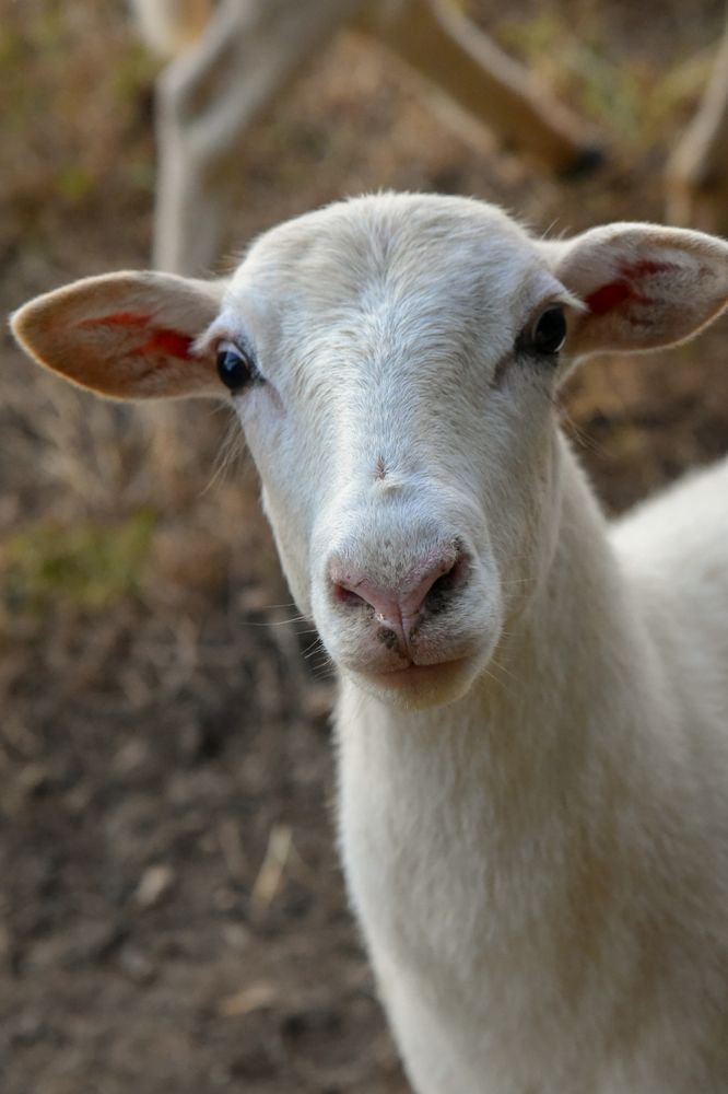 a young female sheep