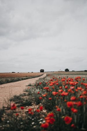 Red poppies near dirt road