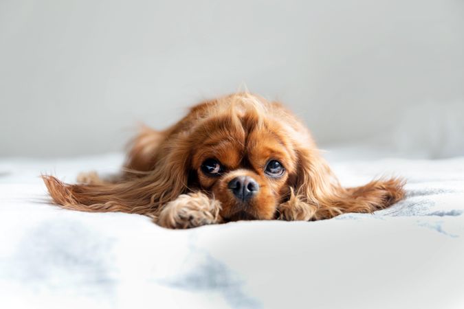 Cavalier spaniel looking up resting with head in paws