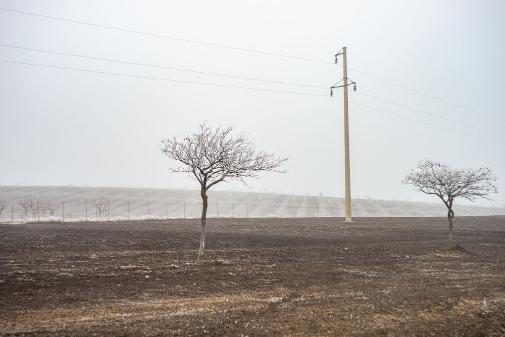 Barren wintry trees along road in kakheti