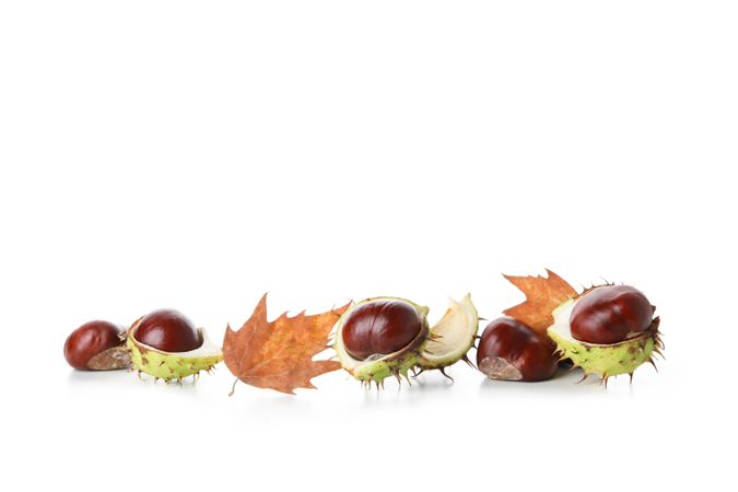 Fresh and ripe chestnuts, isolated on plain background