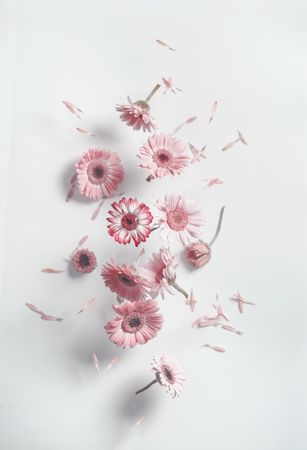 Flying pink daisy flowers with shadows