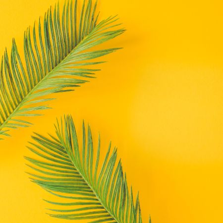 Green tropical palm leaves on bright yellow background