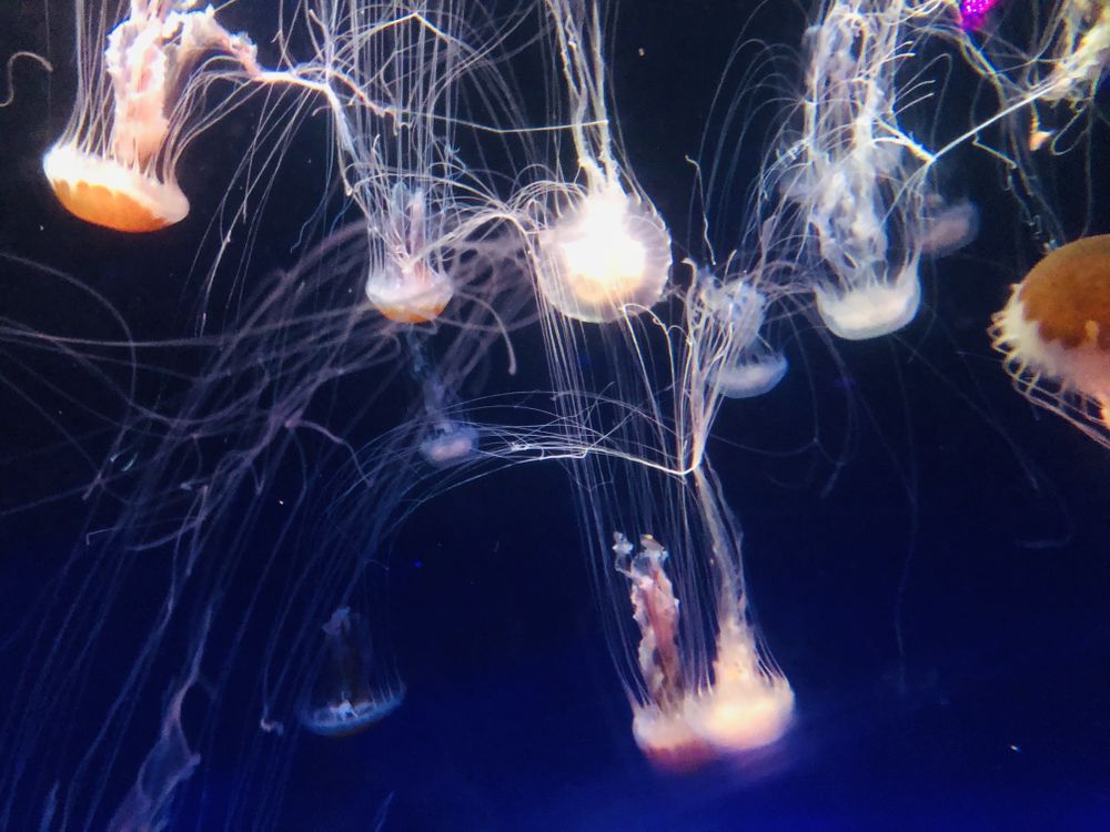 Jellyfish