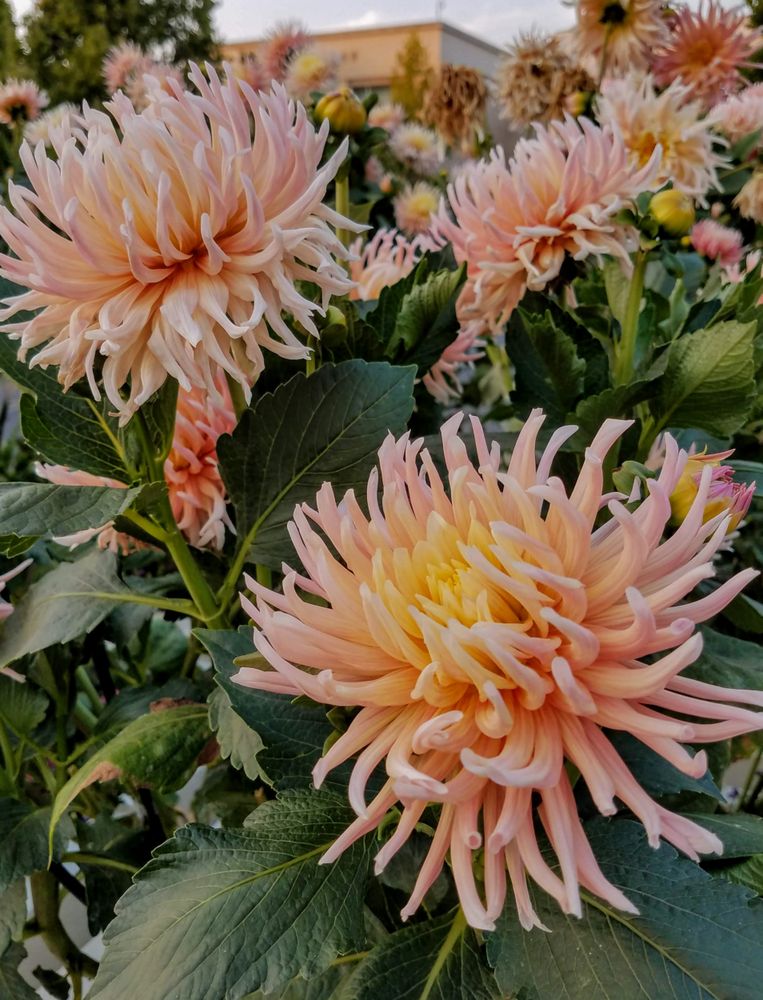 Multiple pink stars-lady dahlia flowers