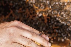 Beekeeper near hive with bees