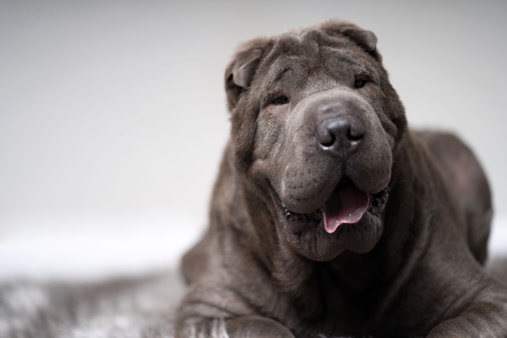 Shar pei dog in studio portrait