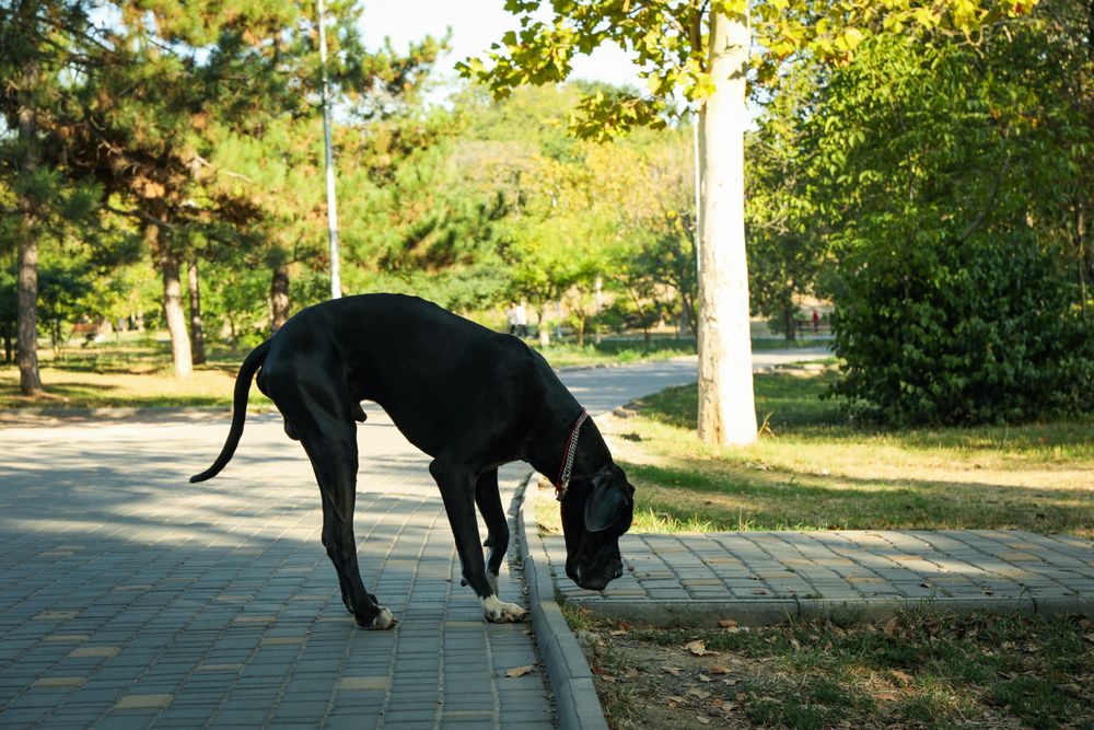 Dog walking in the park in sunny morning