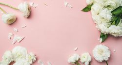 Bouquet of ranunculus flowers and petals over pink background