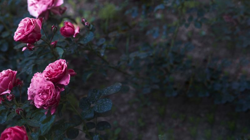 Roses on dark background