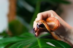 Corn snake wrapped around woman hand on green leafy background