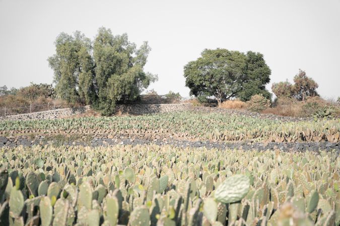 Landscape photography of wide nopal fields during sunrise