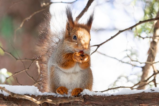Close-up on red squirrel holding hazelnut