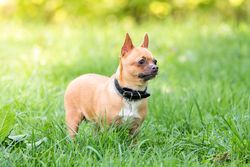 Chihuahua on green grass field