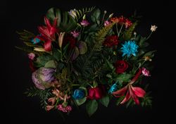 Colorful spring flowers of red, blue, pink, cream on dark background