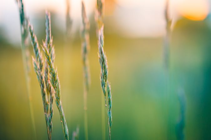 Close up of wheat in green field
