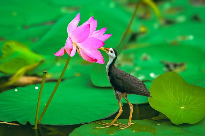 Waterhen bird walking on vibrant green lotus leaves with water droplets
