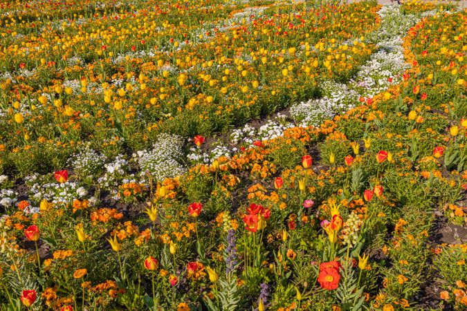 Rows of different flowers in a garden