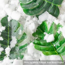 Tropical green leaves on snowy background 4m31d0