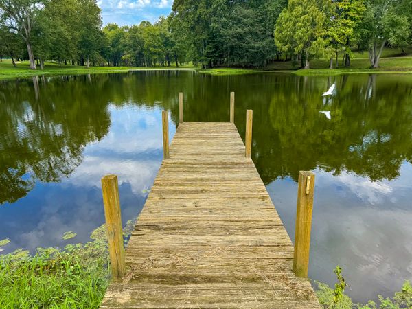 Dock view over pond with great egret in flight