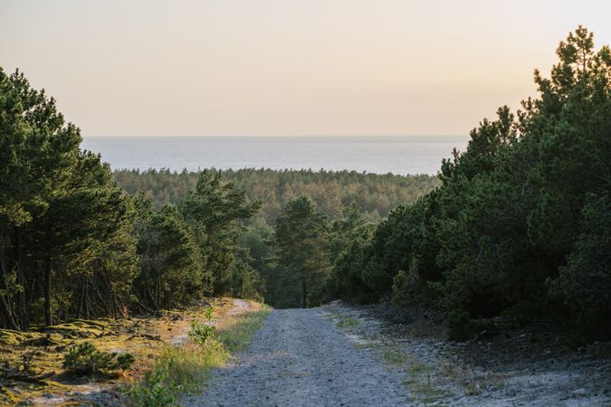 forest road between pines at sunny day