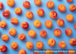Apricots on blue background 0PEAl5