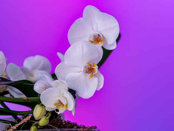 Orchid on a lilac background. Decorative flower