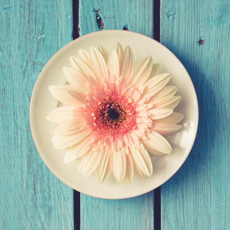 Flower on plate against blue wooden background