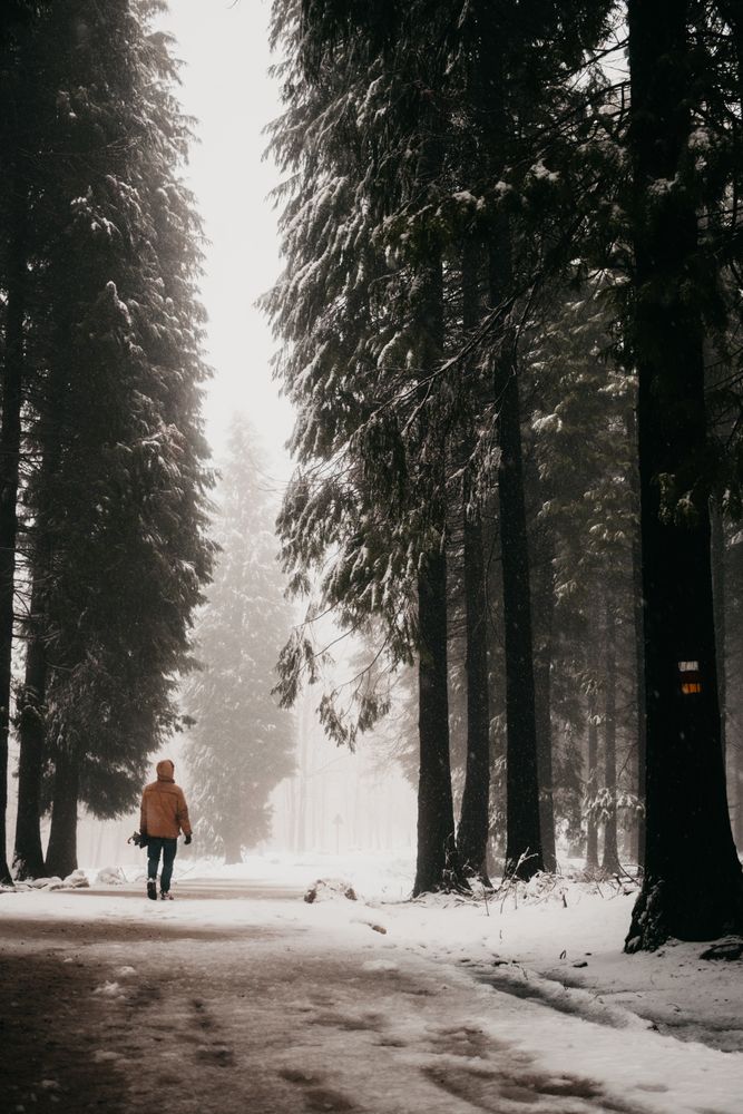 Person walking on snowy road in forest