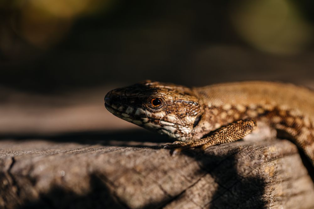 Tiny lizard on trunk