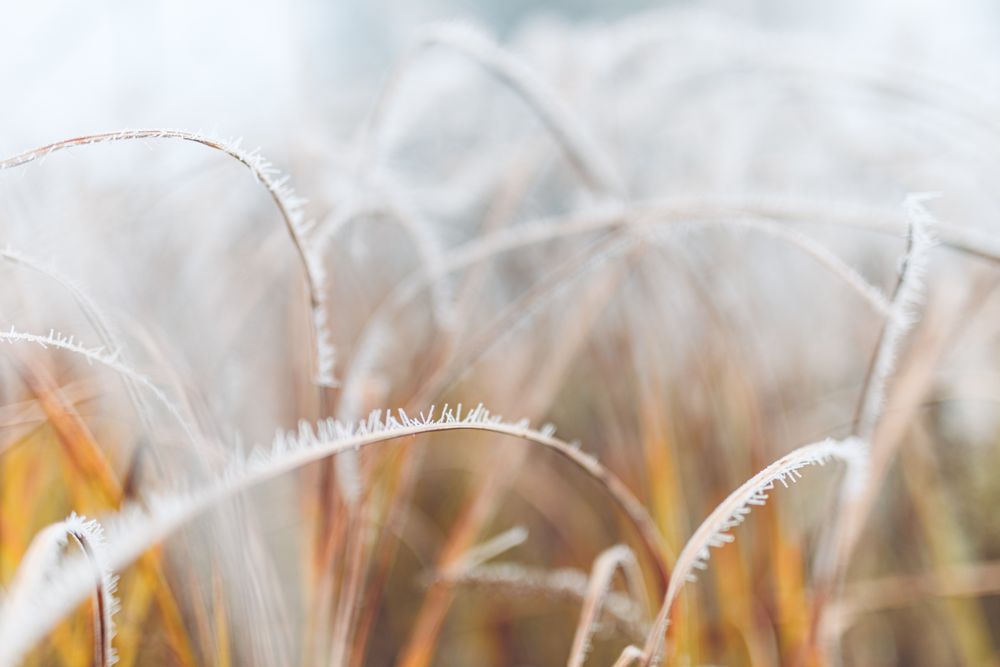 Close up of ice on grass