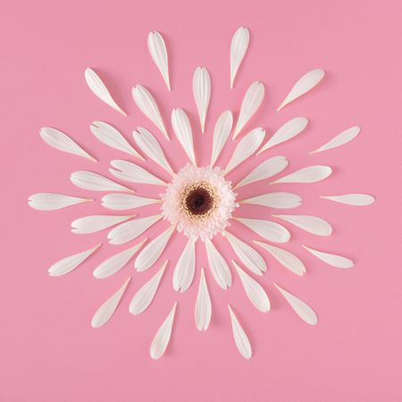 Flower with petals making pattern on pink background