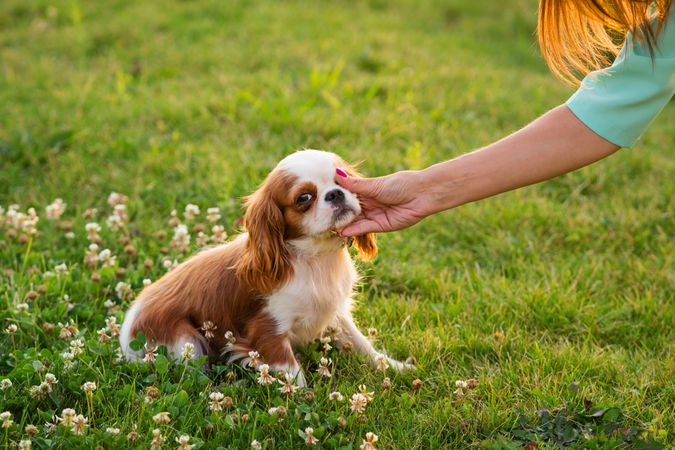 Owner walk the dogs