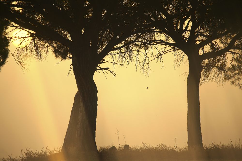 Defocused trees in sunset valley