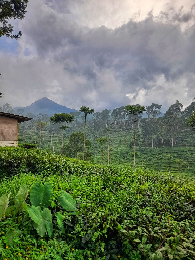 Fog in tea plantation