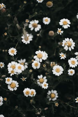Amazing daisy flower field