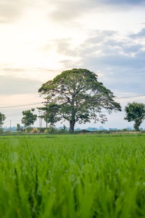 Tree in grassy field on overcast day