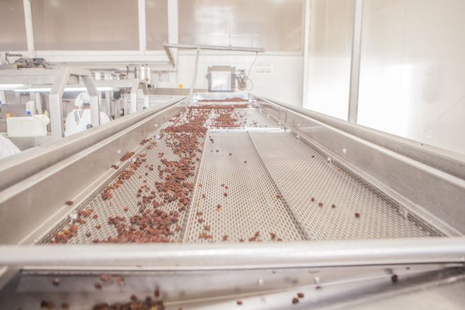 Red grapes on conveyor sorting belt in winery