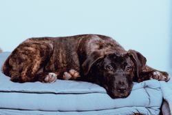 Dog lying on floor