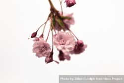 Cherry blossom isolated on light background 0L8KA0
