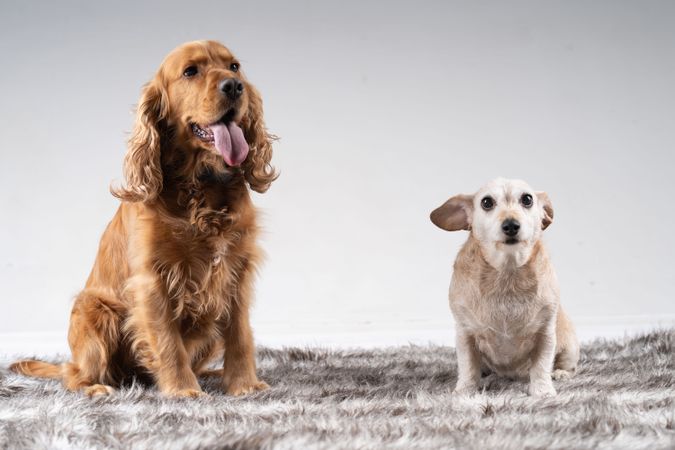 Two different dogs, a cocker spaniel and teckel pictured on rug