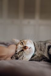 Crop hand stroking cat