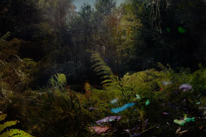 Ferns on forest floor