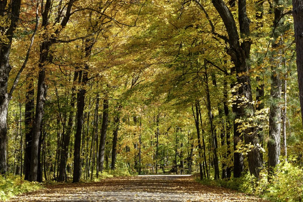 Leaf canopy at Father Hennepin State Park, Minnesota