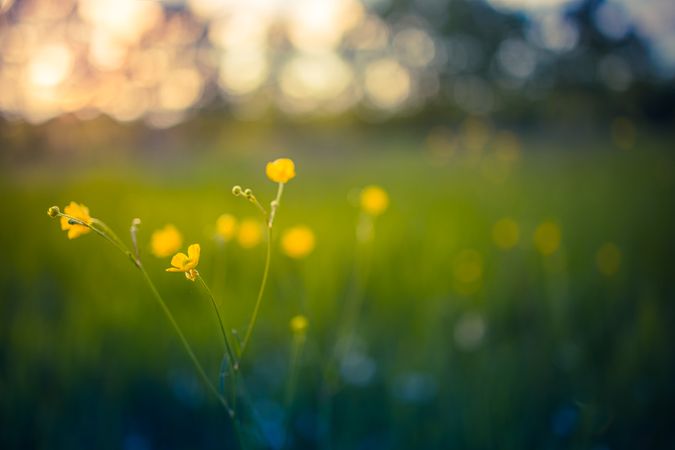 Yellow flowers, selective focus