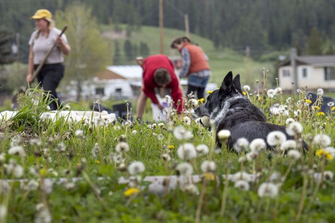 People working in field with dog sitting in foreground with tennis ball
