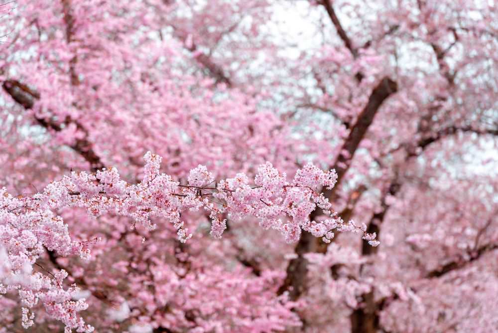 Cherry tree flowers, full frame background